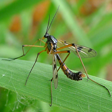 Cranefly - Nephrotoma Crocata