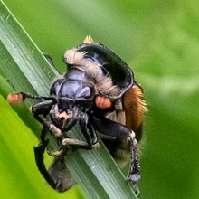 Beetle - Nicrophorus Vespillo