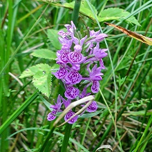 Orchid - Northern Marsh x Common Spotted