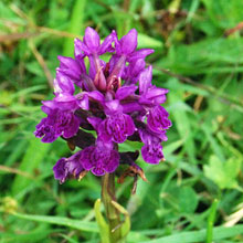 Orchid - Northern Marsh