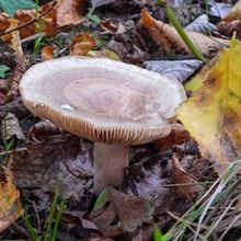 Milkcap - Oakbug