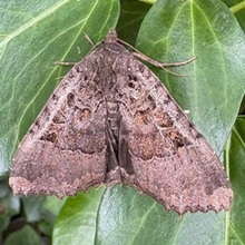 Moth - Old Lady Moth - Old Lady