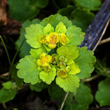 Saxifrage - Opposite Leaved - Golden