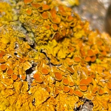 Lichen - Orange Sea