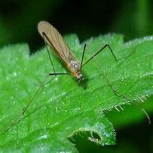 Cranefly - Ormosia Lineata