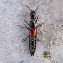 Beetle - Othius punctulatus