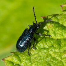 Beetle - Oulema Obscura
