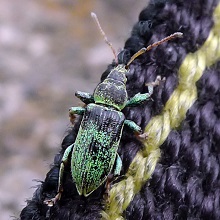 Beetle - Pachyrhinus Lethierryi