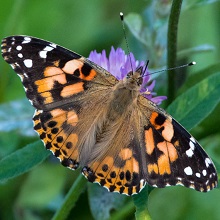 Butterfly - Painted Lady