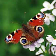 Butterfly - Peacock