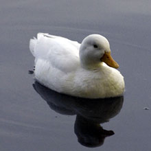 Duck - Pekin ( Domestic )