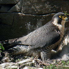Falcon - Peregrine