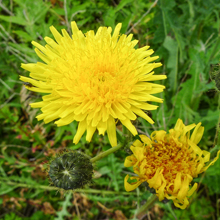 Sow Thistle - Perennial