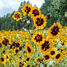 Plains Coreopsis