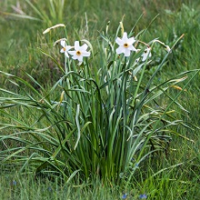 Daffodil - Poet's