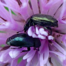 Beetle - Pollen - Meligethes Aeneus