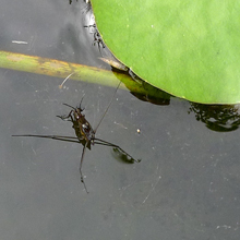 Bug - Pond Skater