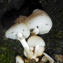 Porcelain Mushroom