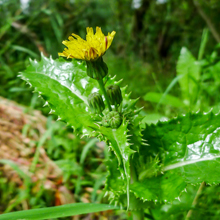 Sow Thistle - Prickly