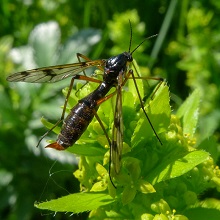 Cranefly - Ptychoptera Contaminata