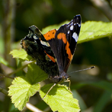 Butterfly - Red Admiral