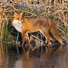 Fox - Red