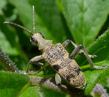 Beetle - Rhagium Mordax