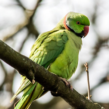 Parakeet - Ring - necked