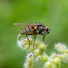 Hylemya Alcathoe Hylemya Alcathoe