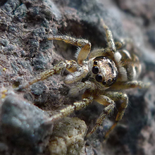 Spider - Salticus Scenicus