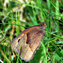 Butterfly - Scotch Argus
