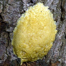 Slime Mould - Scrambled Egg