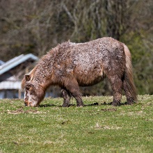 Pony - Shetland
