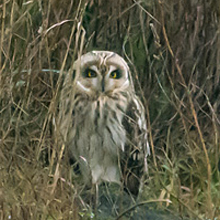 Owl - Short Eared
