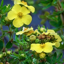 Cinquefoil - Shrubby