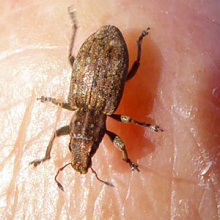 Beetle - Weevil - Sitona lineatus