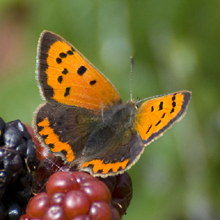Butterfly - Small Copper