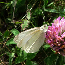 Butterfly - White- Small