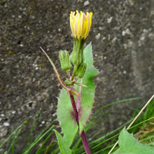 Sow Thistle - Smooth