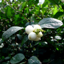 Snowberry - Common