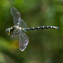 Dragonfly - Hawker - Southern