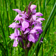 Orchid - Southern Marsh