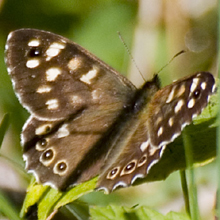 Butterfly - Speckled Wood