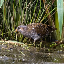 Crake - Spotted