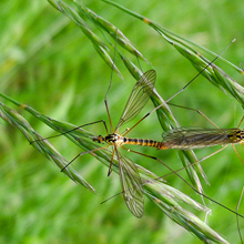 Cranefly - Spotted