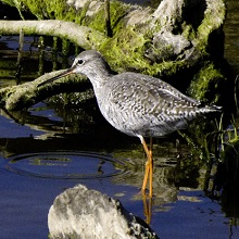 Redshank - Spotted