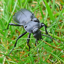 Beetle - Stag