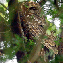 Owl - Tawny