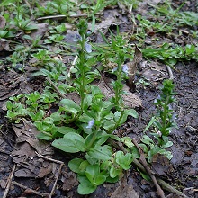 Speedwell - Thyme - leaved