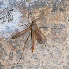 Cranefly - Tipula oleracea